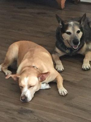 Affordable Pet Care
