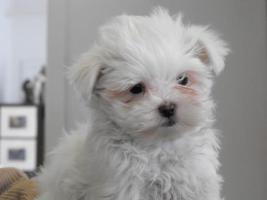 A Maltese puppy we raised at the Veterinary Medical Center. All puppies are vaccinated at 4,6 & 9 weeks.