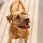 Spring Branch Rescue