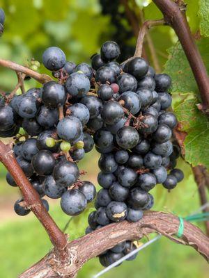 Linville Falls Winery