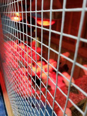 Under the Pines Farm