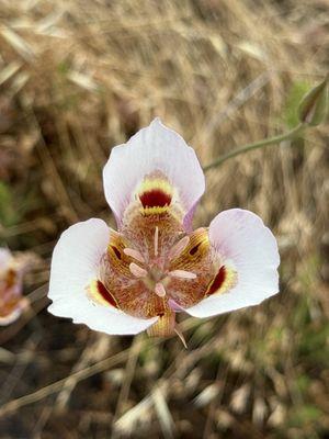 Sunol Regional Wilderness Area