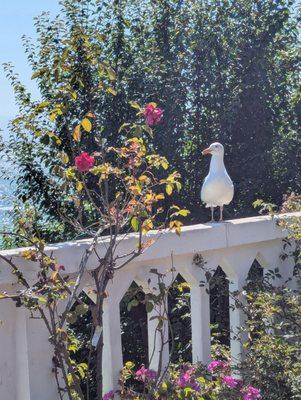 Historic Gardens of Alcatraz Project
