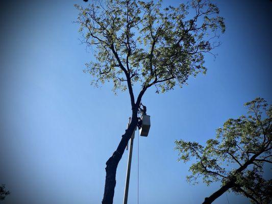 I'D Cut That Tree Service