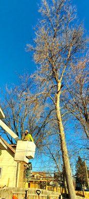 Amberjack Tree Service