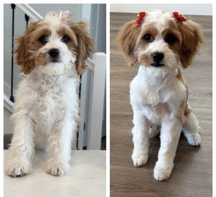 Waggin Wheels Mobile Pet Salon