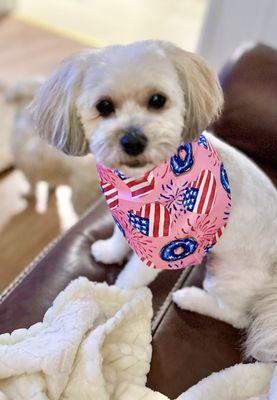 Waggy Tail Pet Store Grooming & Pet Hotel