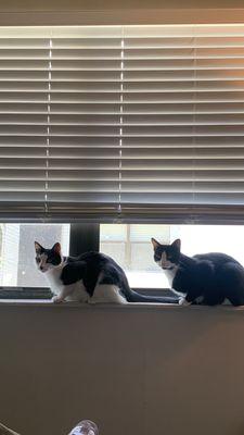 Heroes Veterinary Clinic