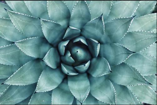 Michelle Sarchiapone - Craniosacral Therapy