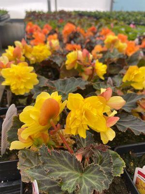 Thomsens Garden Center