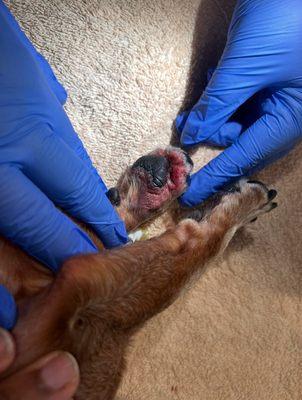 Dogs condition upon pickup