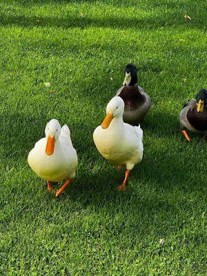 Friendly ducks