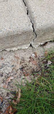 The "tree root" that cracked our sidewalk. See all their goop coming out the bottom? Hmm...sure doesn't look like a tree root to me.
