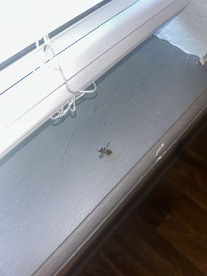 Diamond Crest Townhomes