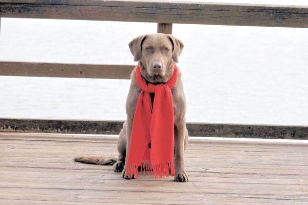MY CHESAPEAKE BAY RETREIVER