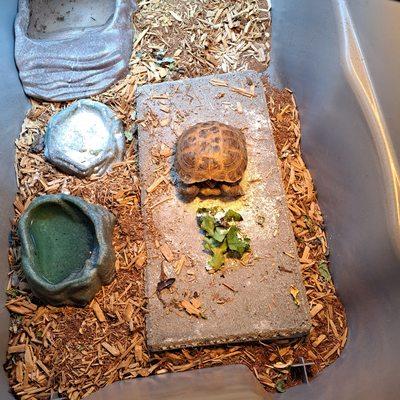 Sass Pet Sitting And Walking