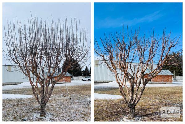 Allen Tree & Landscape