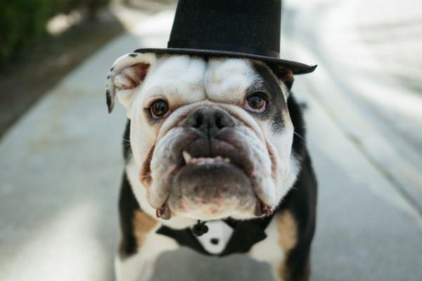 Bel Air Veterinary Mobile Care