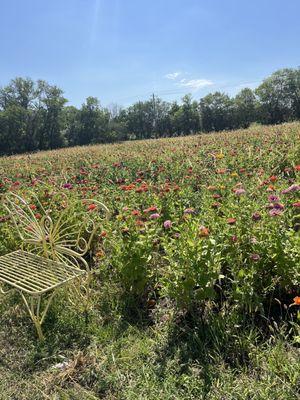 One of the flower fields