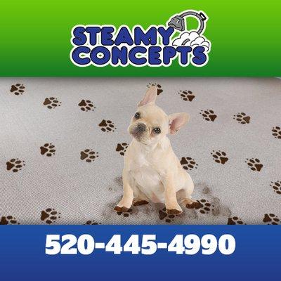 Pet Damage Specialists Phoenix Carpet Cleaning