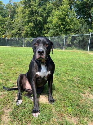 Oak Ridge Pet Boarding & Daycare