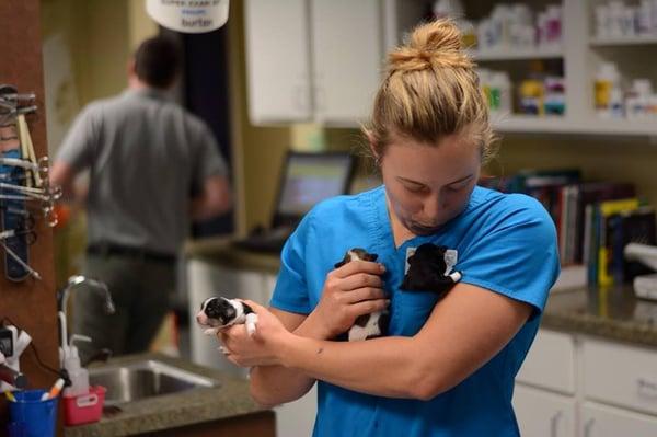 Paws & Claws Animal Hospital