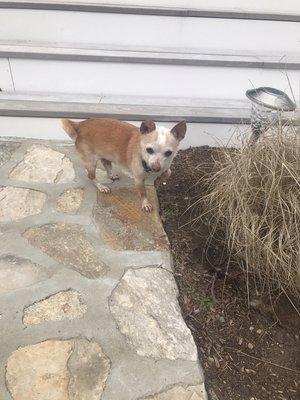 Peace of Mind Petcare