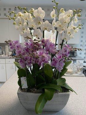 Mayfield Floral