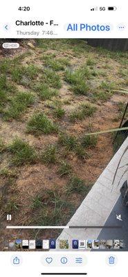 This is the better area of our yard