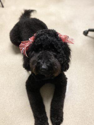 Animal Artistry's Grooming & Boarding