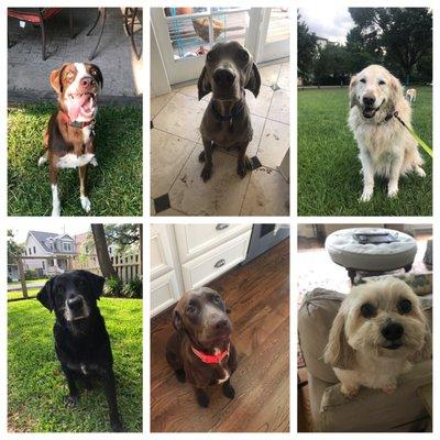 YL's Pet Sitting Club