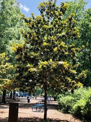 Picnicking under the magnolia trees 6.4.22