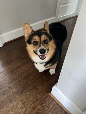 Tri-color corgi, groomed