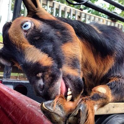 Charlottesville Wrecker Service