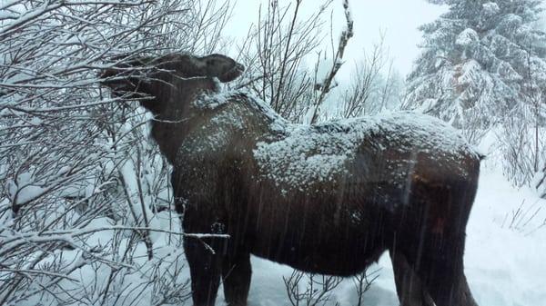 Moose outside the sunroom in the winter months. A real wildlife range for moose, bets and eagles.