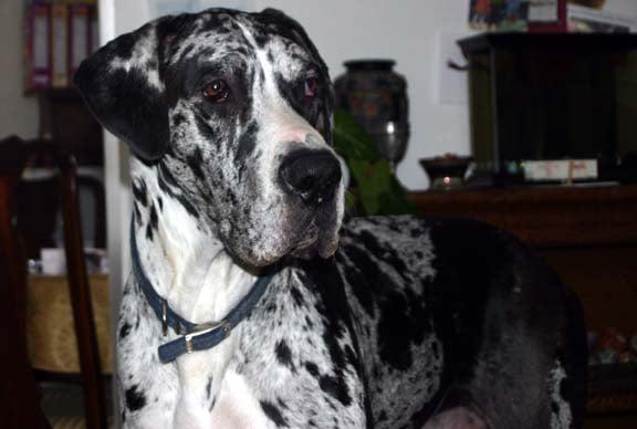 Strothertowne Vet Hospital