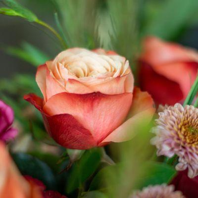 Kahala Roses for delivery in Charlotte NC