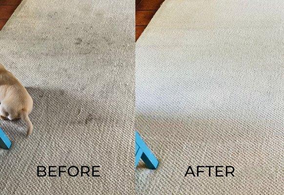 Holst Upholstery & Carpet Cleaning