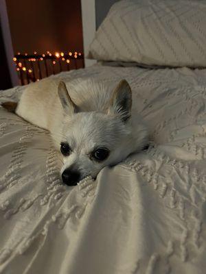 Tara Animal Hospital