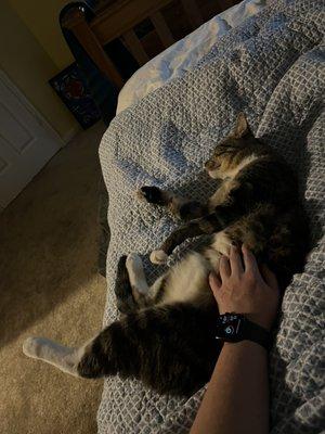 Fairbanks Animal Clinic