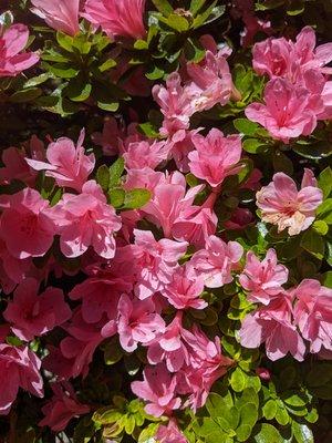 Flowers outside Dr. Moattar's office