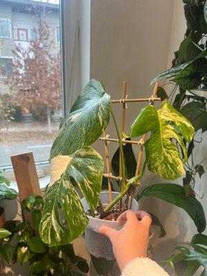 Tropical Flowers by Charles