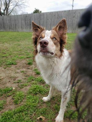 The Canine Connection