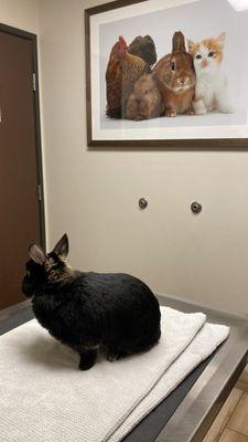 All Creatures Care Cottage