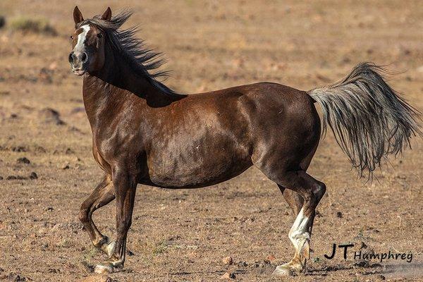 Pine Nut Wild Horse Advocates