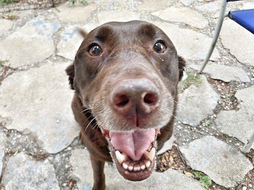 Sophie Says Pet Care