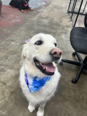 Noel fresh and clean after her grooming