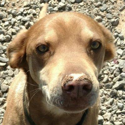 Western Arizona Humane Society