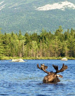 Bull Moose inside Baxter State Park