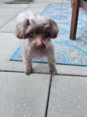 Little B's In-Home Grooming